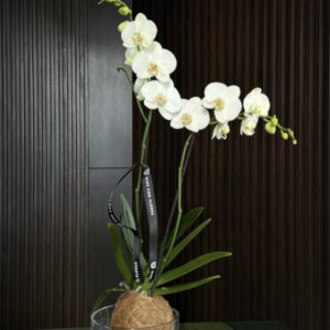Orquídea en Kokedama