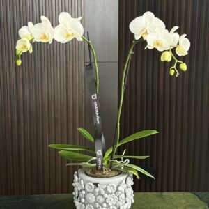 Orquídea en maceta Sumanterra